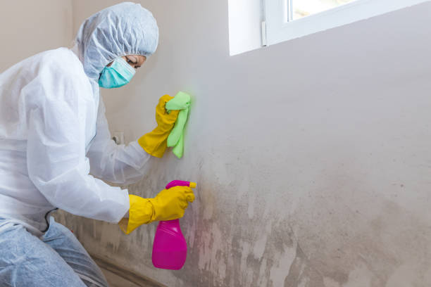 Why You Should Choose Our Mold Remediation Services in Resaca, GA